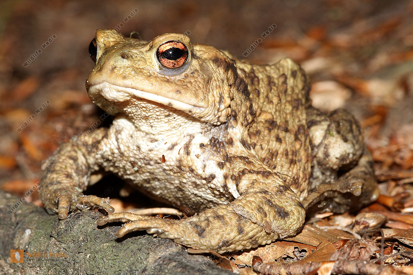 Erdkröte Bild bestellen Naturbilder bei Wildlife Media