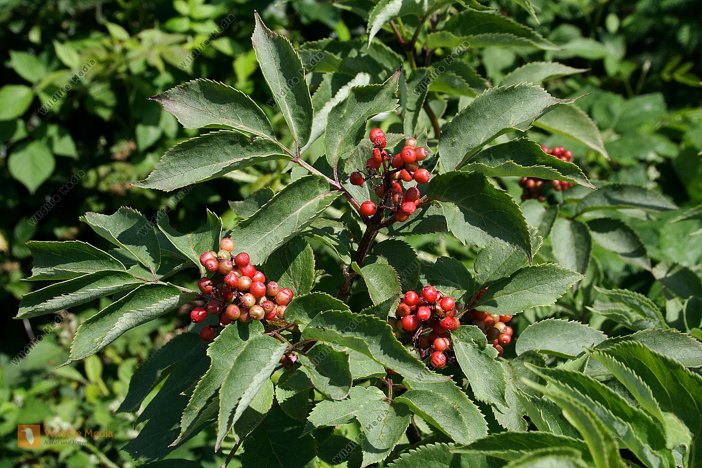 Bestellen - Trauben-Holunder (Sambucus racemosa) in freier Wildbahn ...