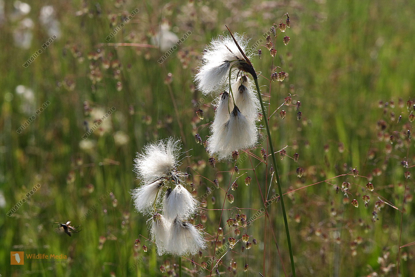 Breitblättriges Wollgras Bild bestellen Naturbilder bei Wildlife Media