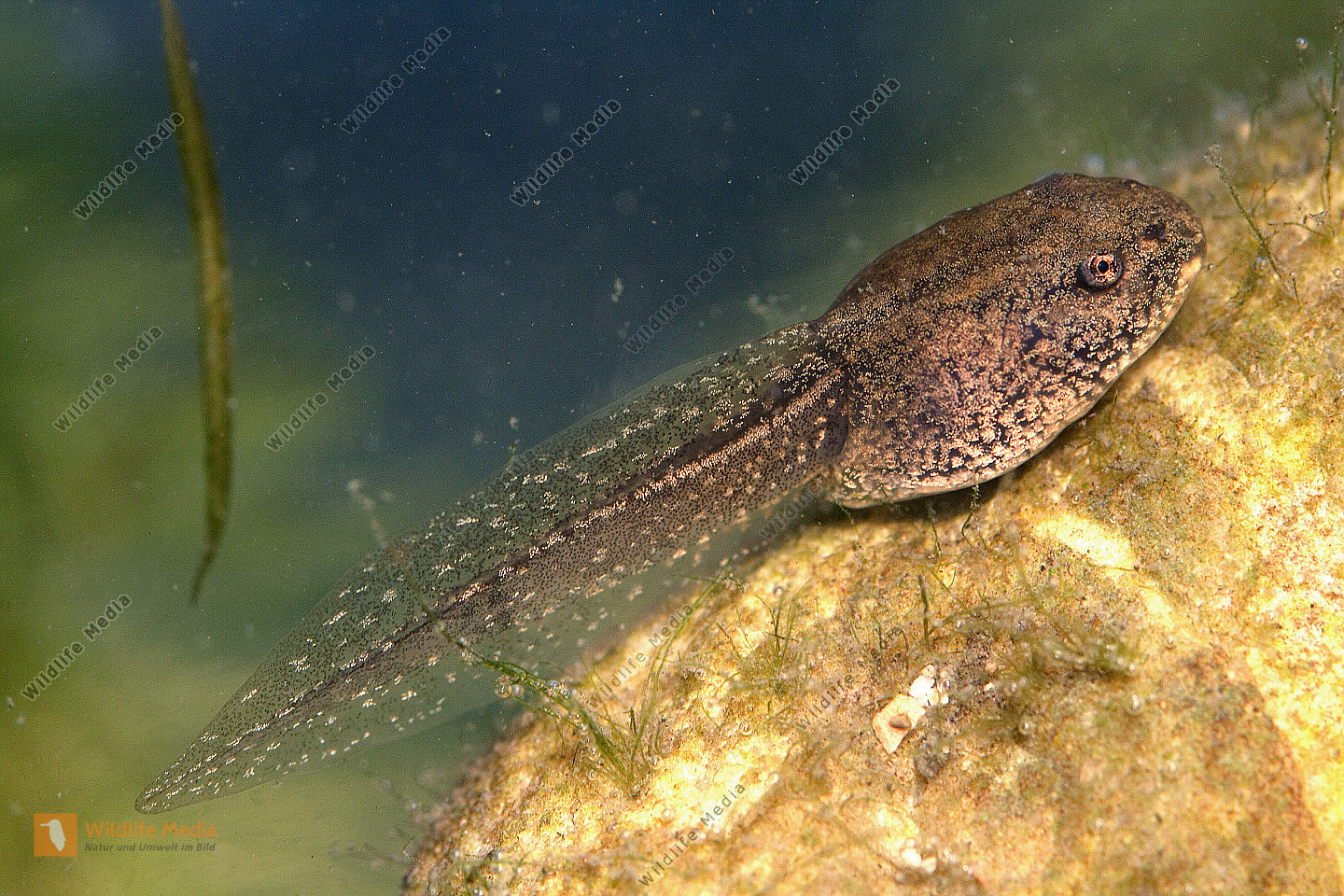 Kaulquappe Grasfrosch Bilder - Wildlife Media Bildagentur - Natur und ...