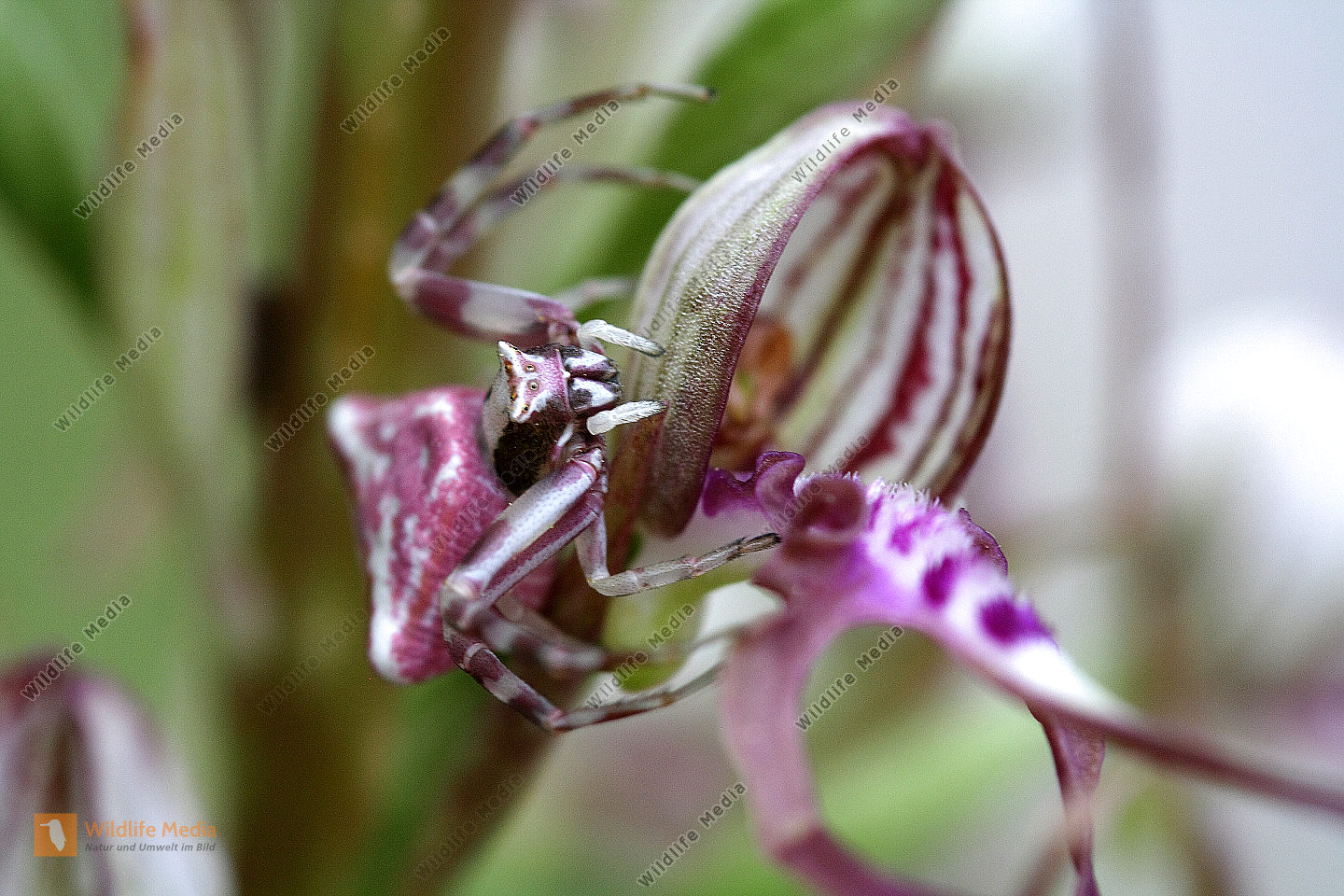 Thomisus onustus