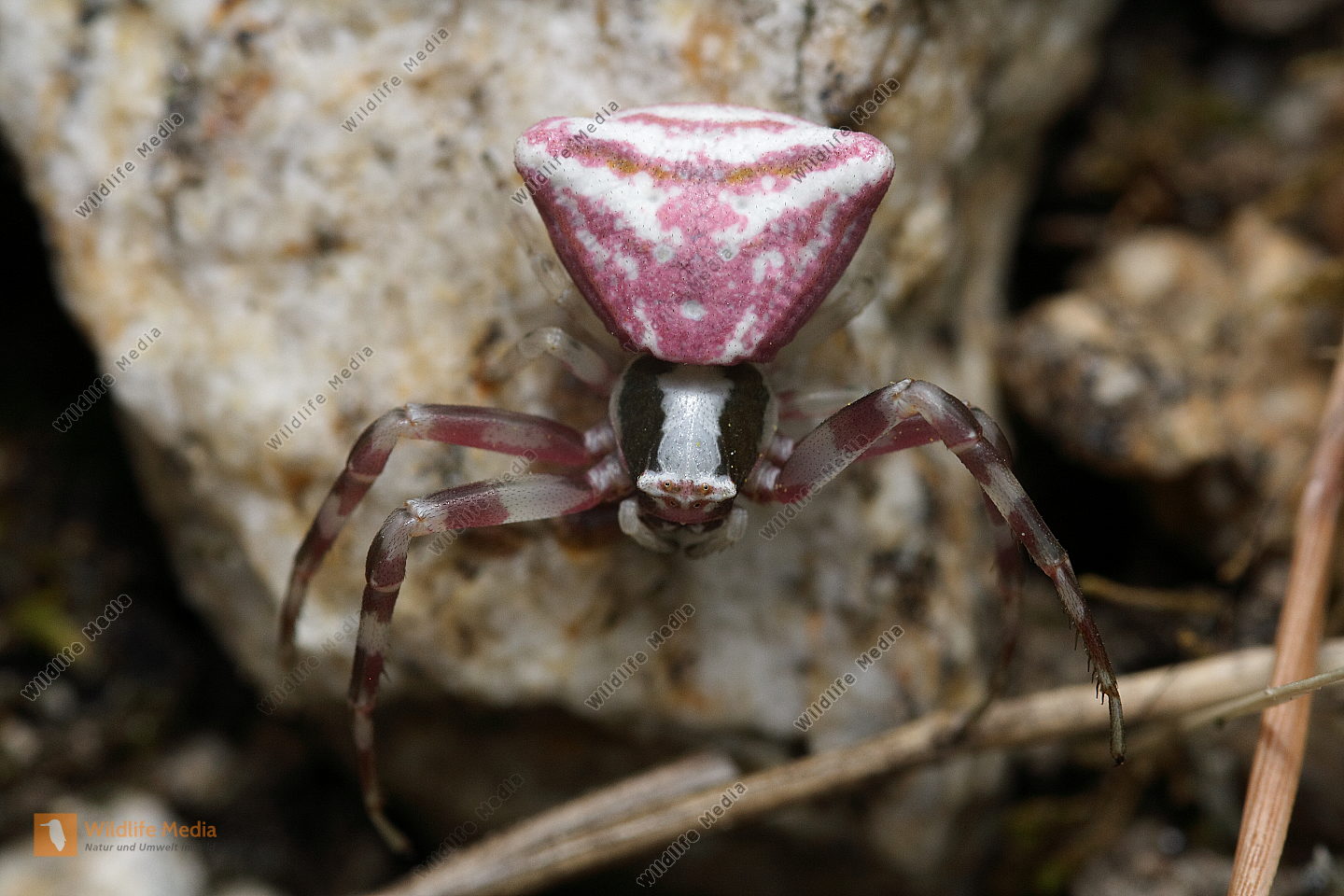 Thomisus onustus Bild bestellen Naturbilder bei Wildlife Media