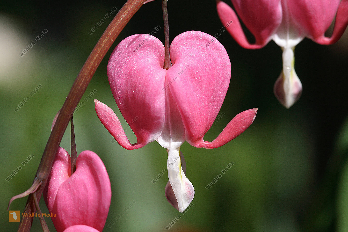 Bestellen Tränendes Herz (Dicentra) Bild Bildagentur
