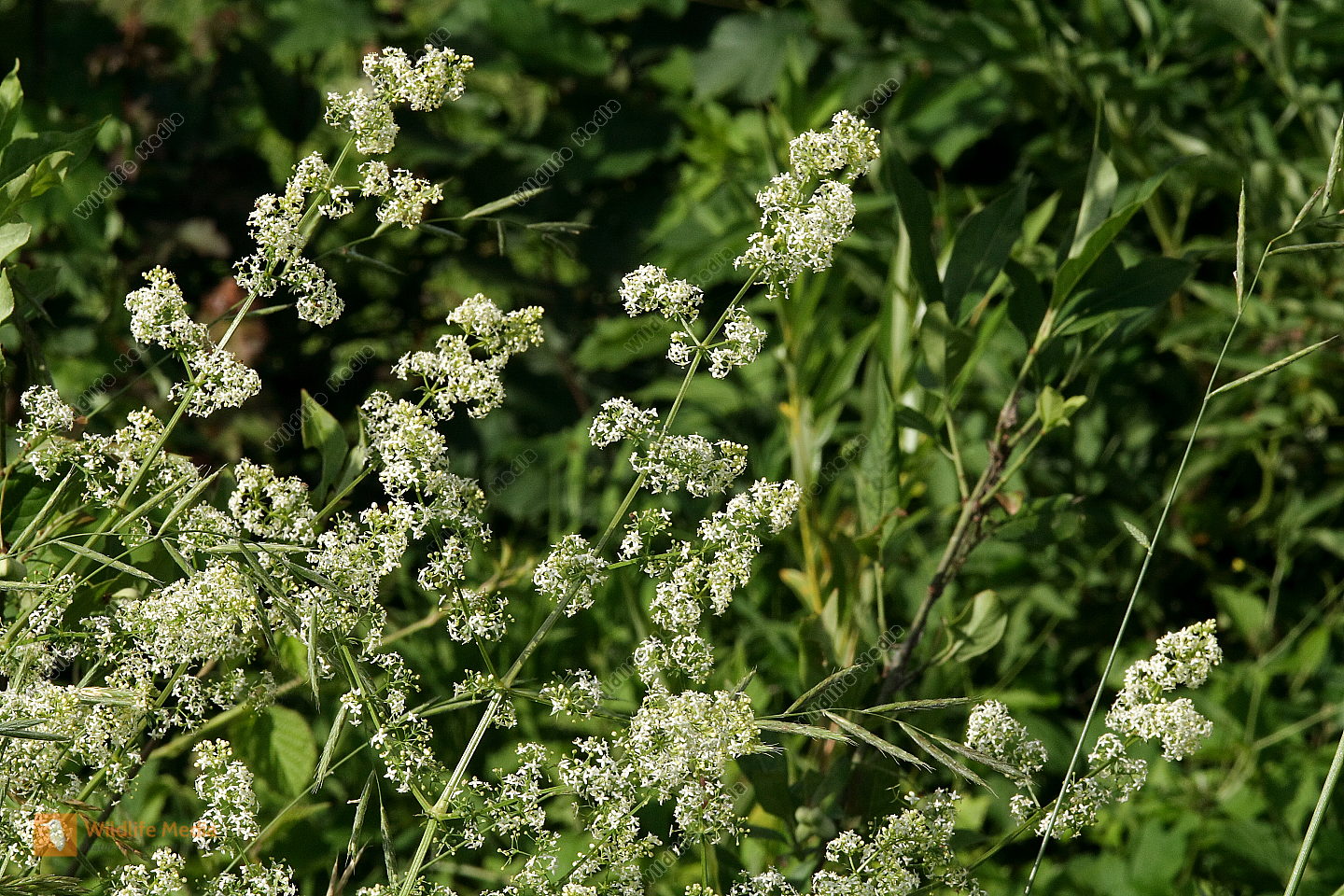 Wiesenlabkraut Bild bestellen Naturbilder bei Wildlife Media