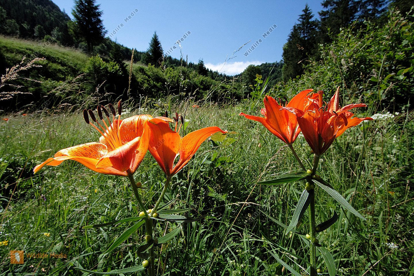 Bestellen Feuerlilie (Lilium bulbiferum) in freier Wildbahn Bildagentur
