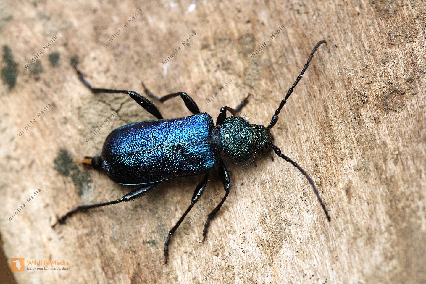 Bestellen Blauvioletter Scheibenbock (Callidium violaceum) Bild