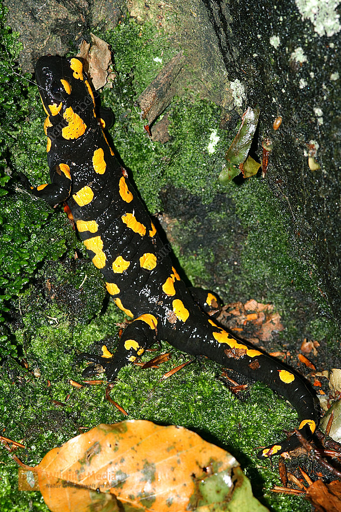 Feuersalamander Bild Bestellen - Naturbilder Bei Wildlife Media