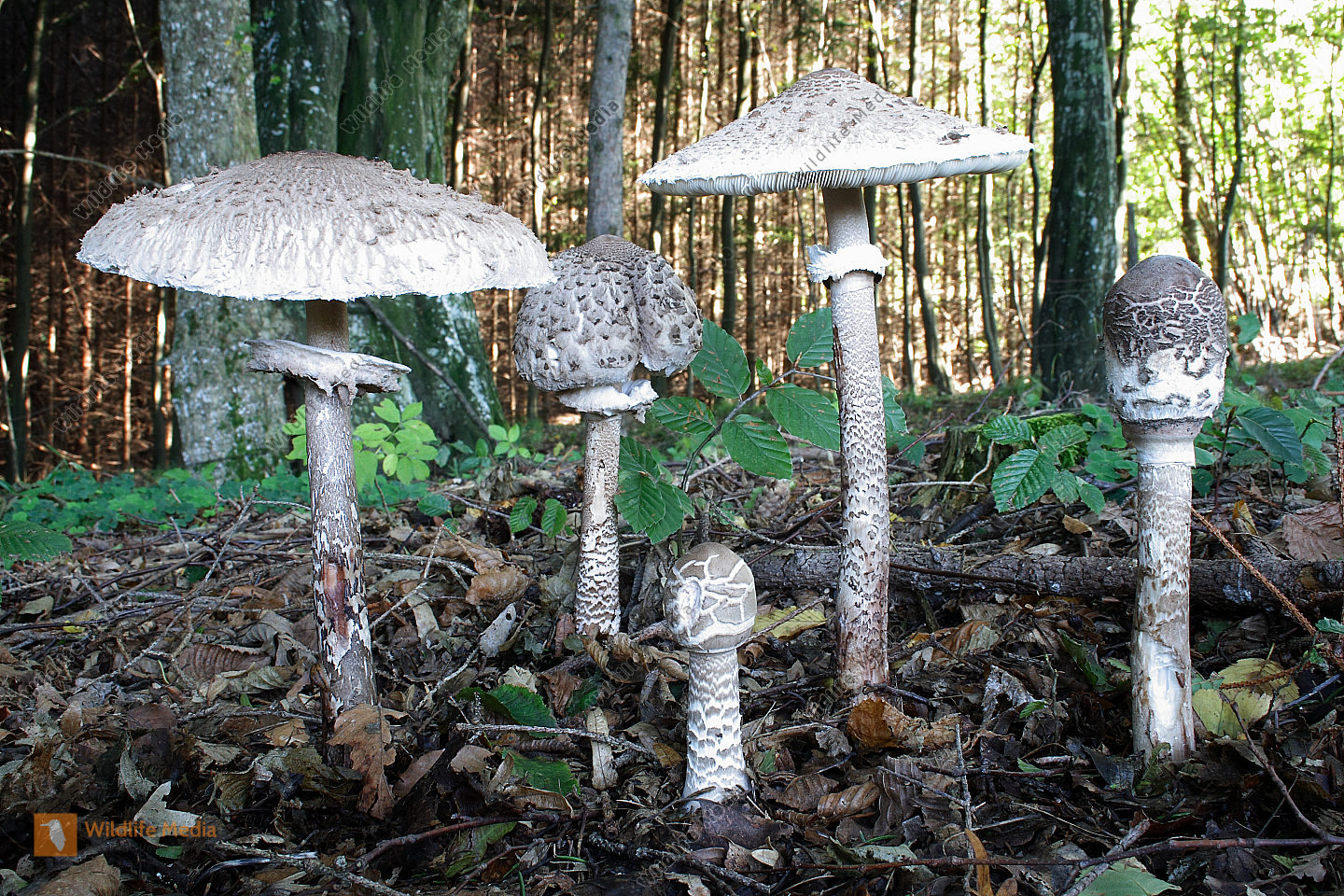 Parasolpilz Bild Bestellen Naturbilder Bei Wildlife Media