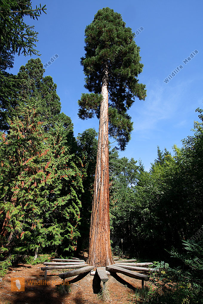 Mammutbaum F r Pferde Mammutbaum Sequoiadendron Giganteum Aus Samen 