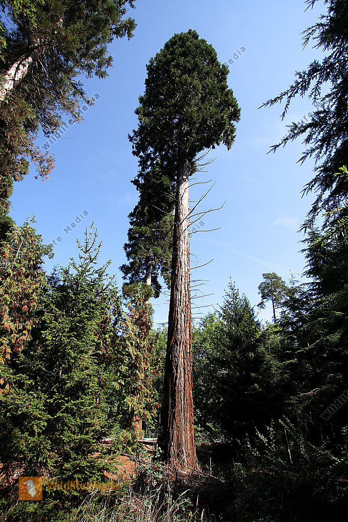 Mammutbaum F r Pferde Mammutbaum Sequoiadendron Giganteum Aus Samen 