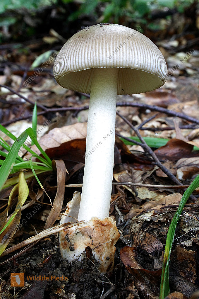 Grauer_Scheidenstreifling Naturbilder bei Wildlife Media