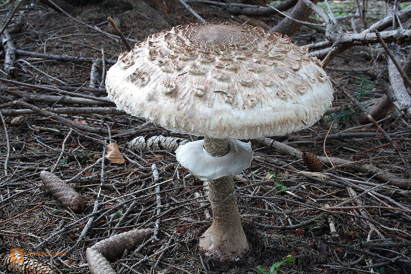 Parasolpilz Bild Bestellen Naturbilder Bei Wildlife Media