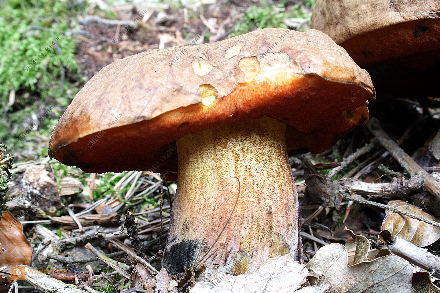 Flockenstieliger Hexenr hrling Bild Bestellen Naturbilder Bei 
