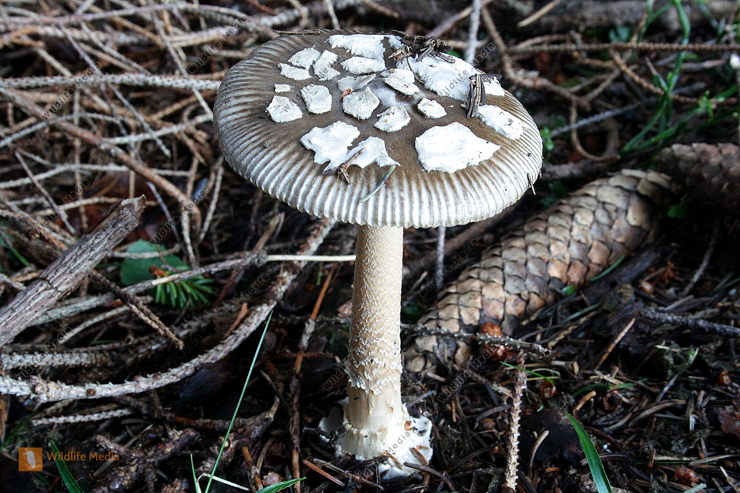 Grauer Scheidenstreifling Bild bestellen Naturbilder bei Wildlife Media