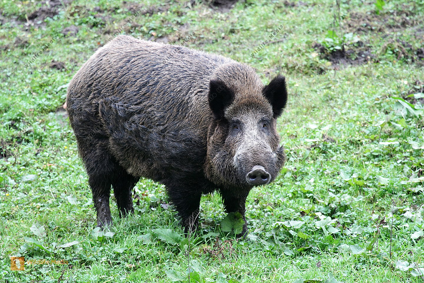 Wildschwein Rezepte Suchen