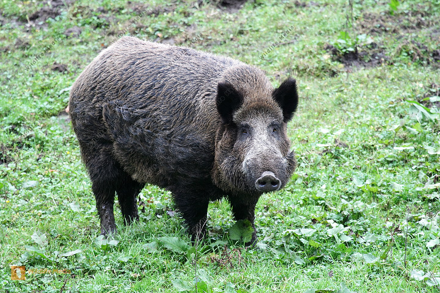 Wildschwein Bild bestellen - Naturbilder bei Wildlife Media