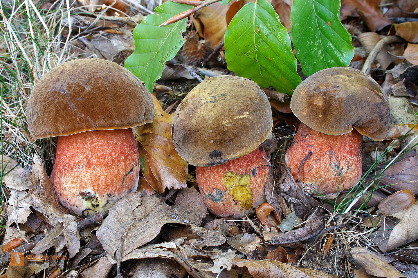 Flockenstieliger Hexenr hrling Bild Bestellen Naturbilder Bei 