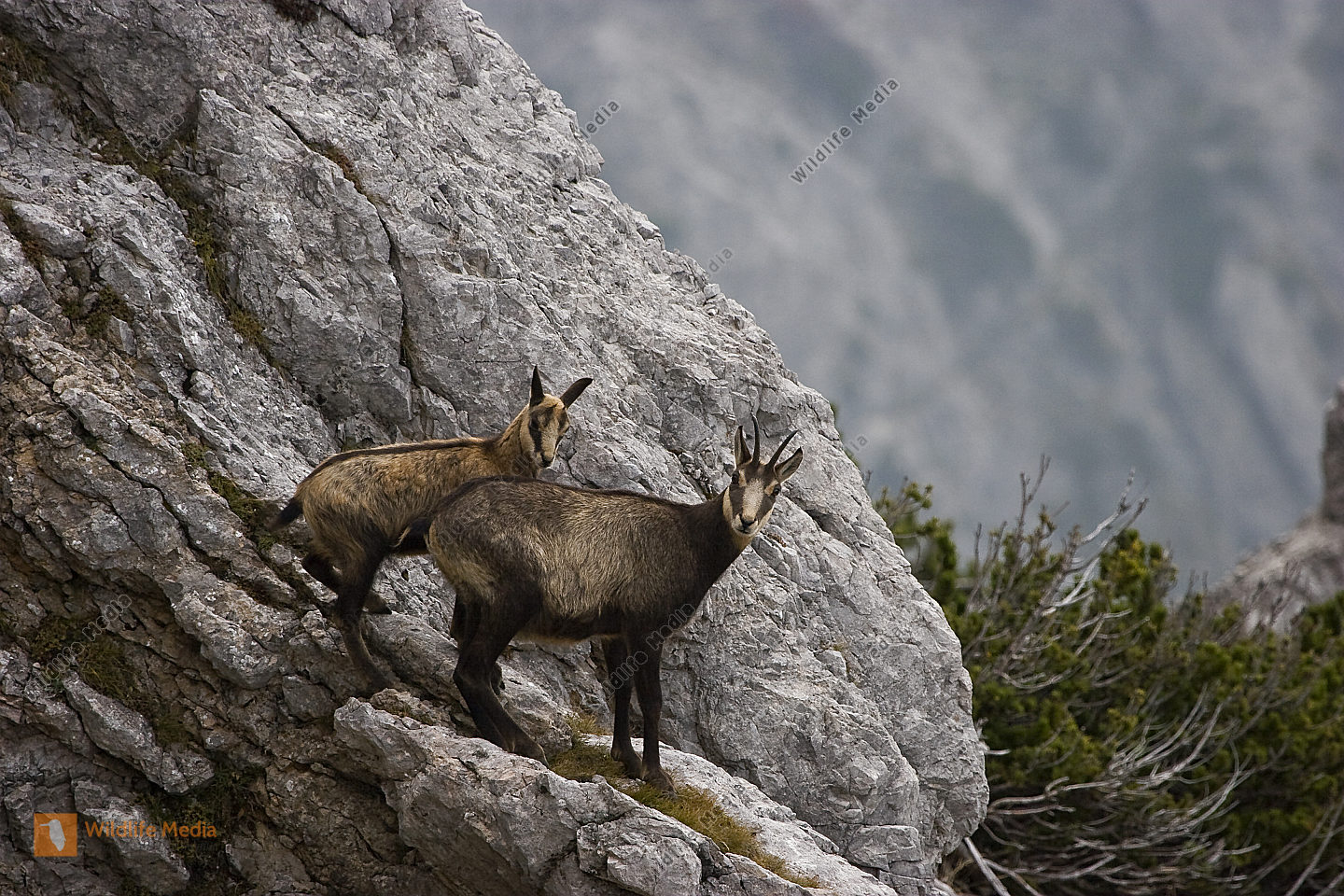 Bestellen Gemse (Rupicapra rupicapra) Bild Bildagentur