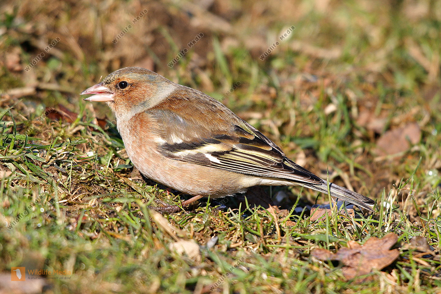 Bestellen Buchfink (Fringilla coelebs) in freier Wildbahn Bildagentur