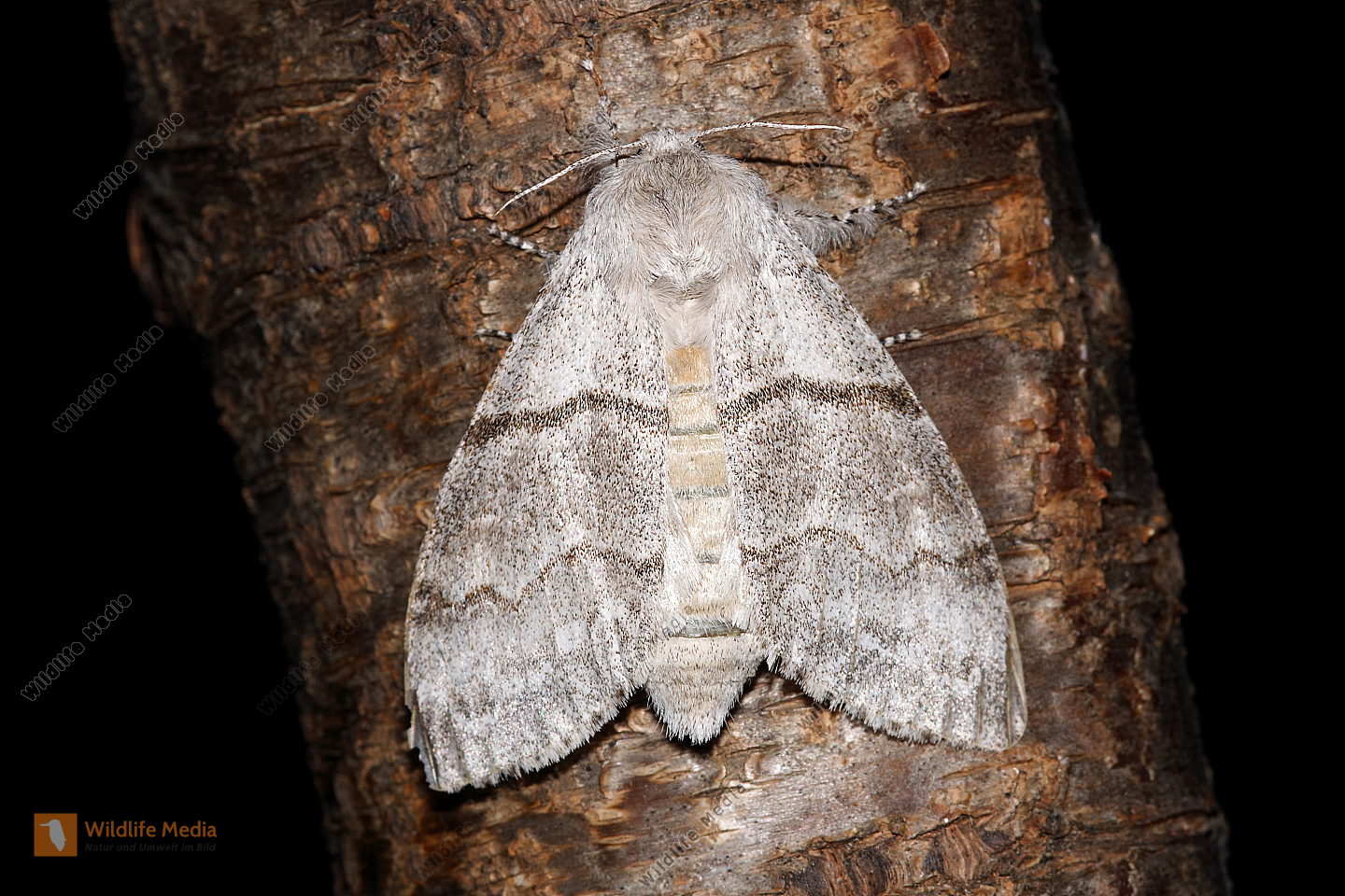 BuchenStreckfuß Männchen Bild bestellen Naturbilder bei Wildlife Media