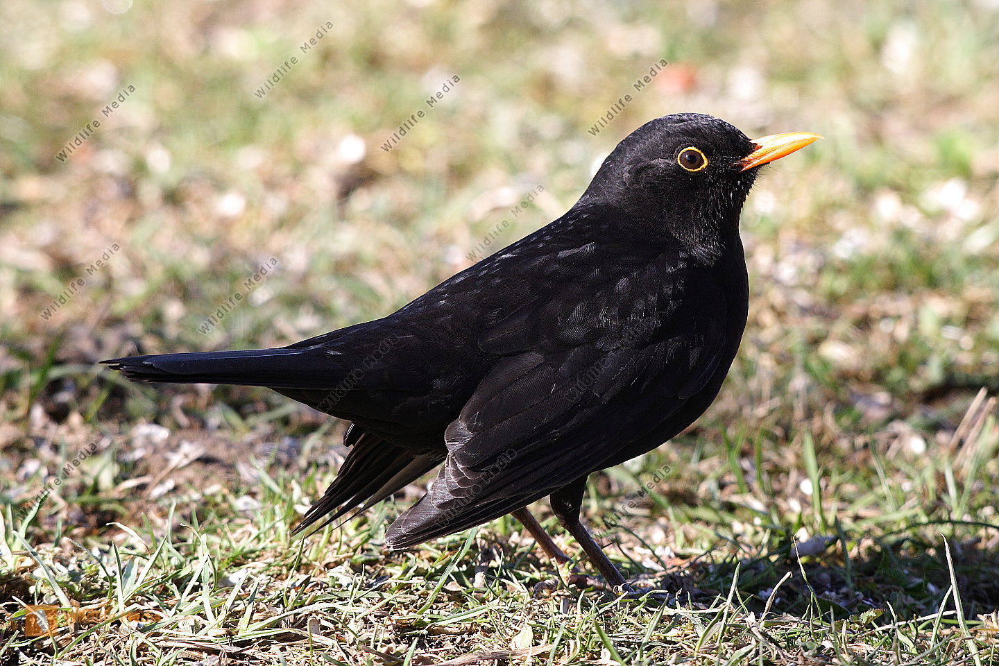 Amsel M nnchen Bild Bestellen Naturbilder Bei Wildlife Media Amsel M nnchen Bild Bestellen Naturbilder Bei Wildlife Media