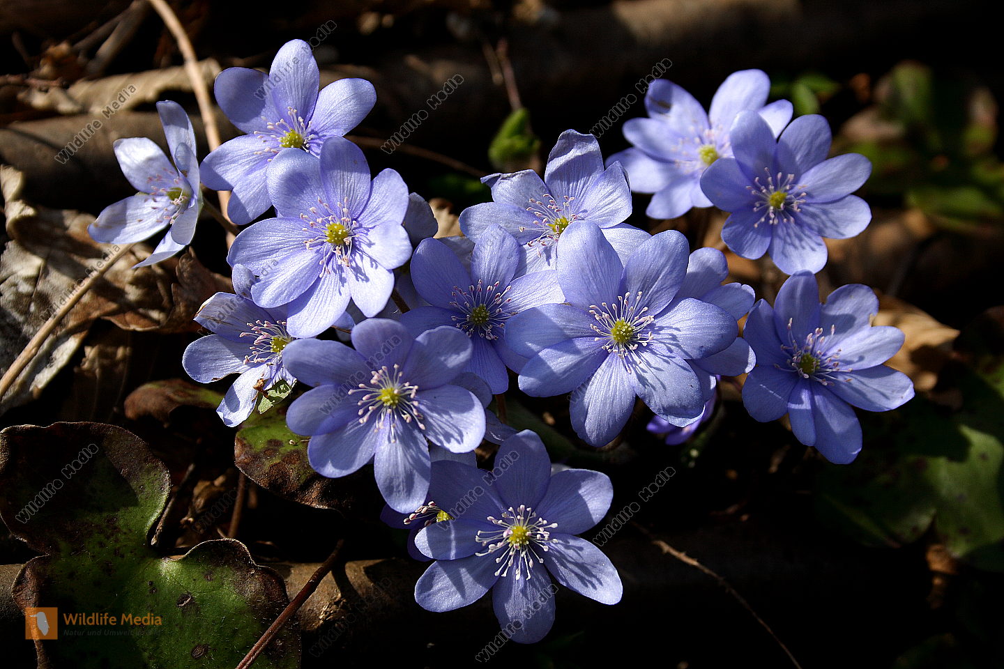 Leberblümchen Bild bestellen Naturbilder kaufen ab 25,75 € bei