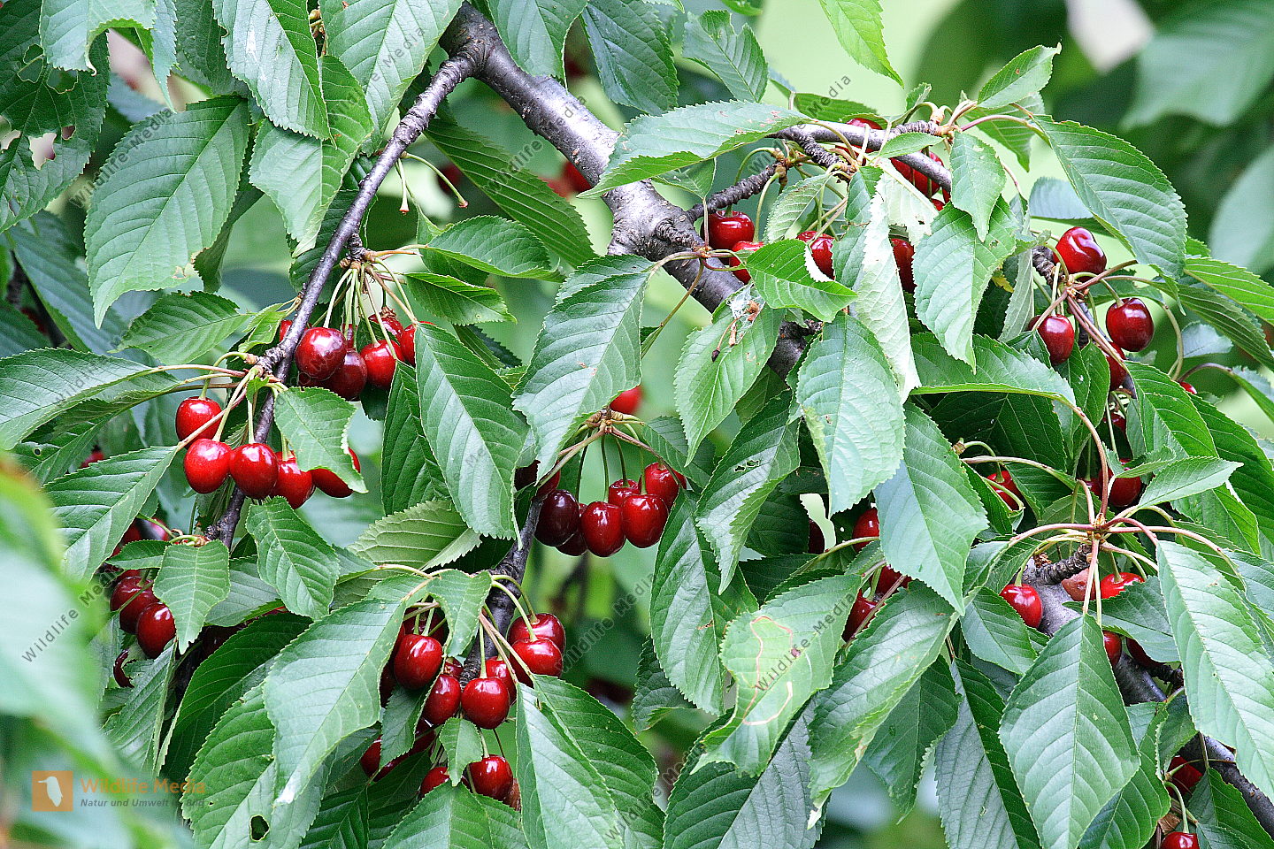Kirschenbaum Naturbilder bei Wildlife Media