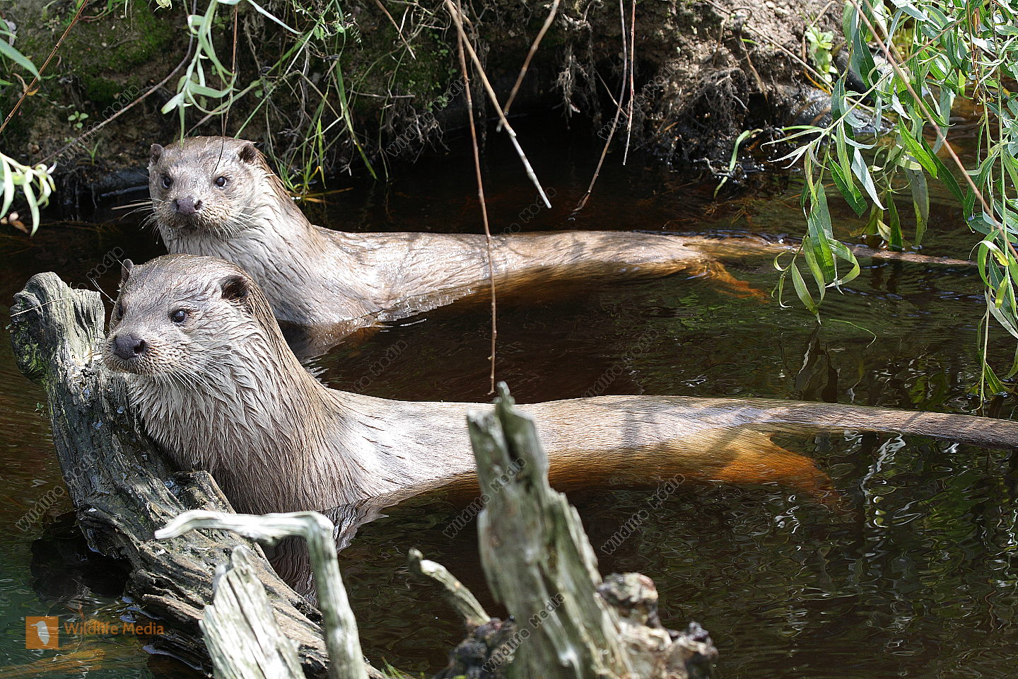 Fischotter Bild bestellen Naturbilder bei Wildlife Media