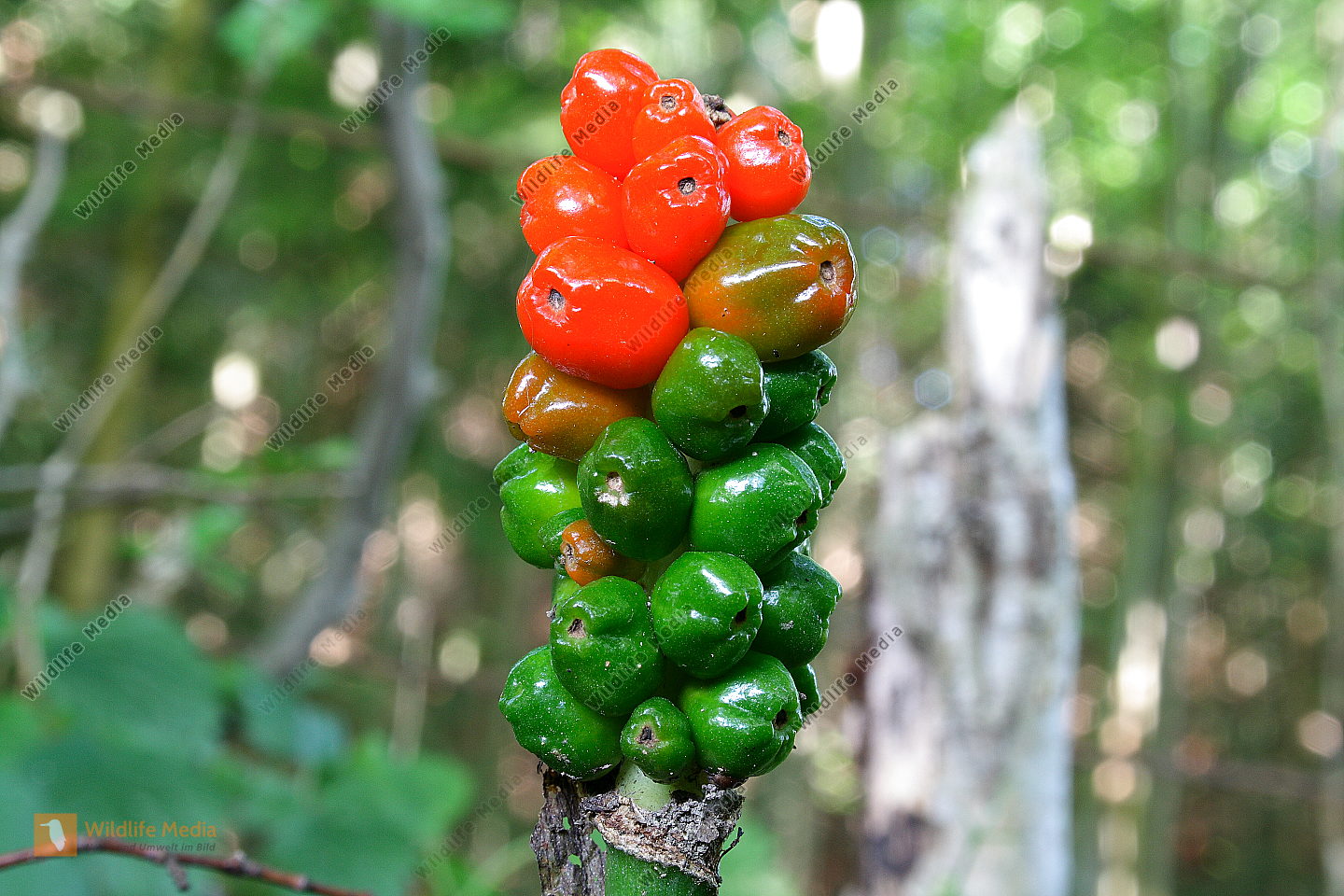 Aronstab Bild bestellen Naturbilder bei Wildlife Media