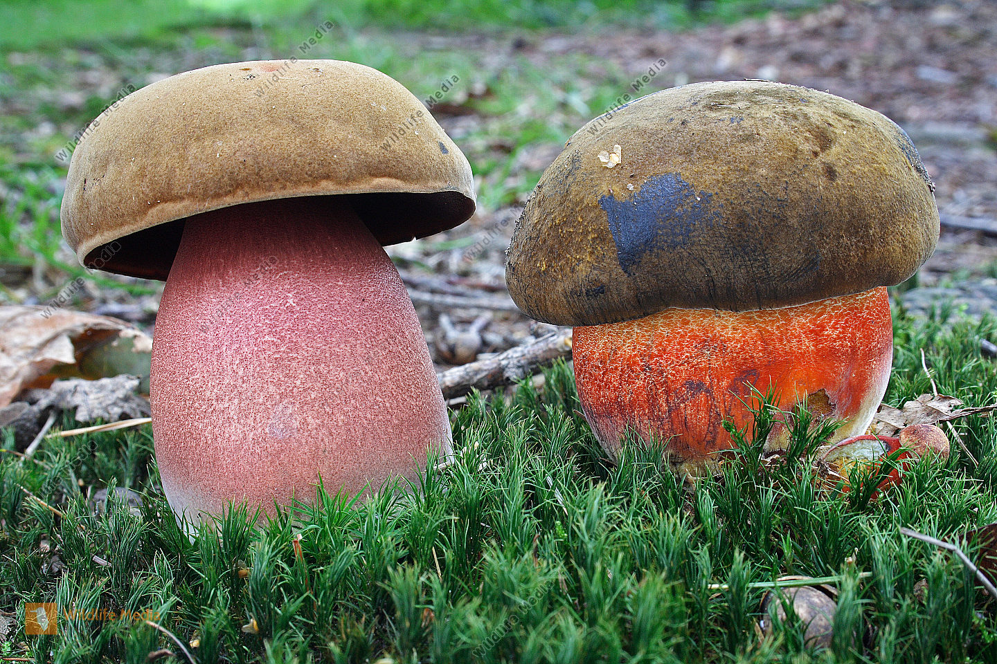 Flockenstieliger Hexenr hrling Bild Bestellen Naturbilder Bei 