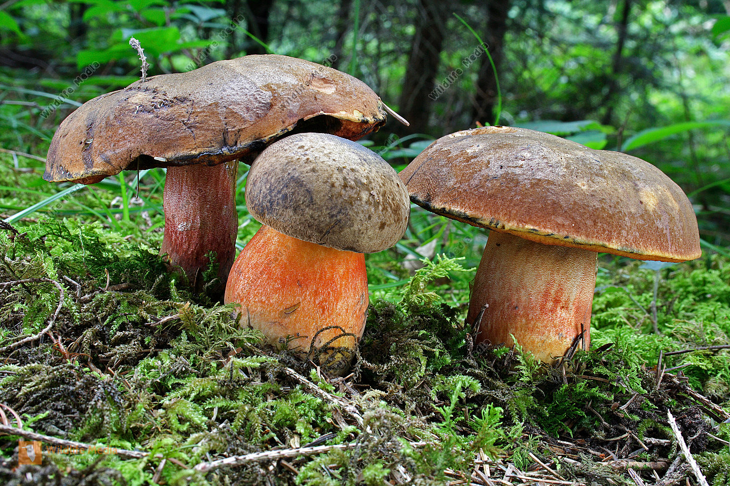 Flockenstieliger Hexenr hrling Bild Bestellen Naturbilder Bei 