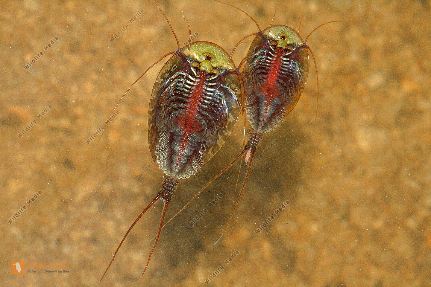 Triops cancriformis Bild bestellen Naturbilder bei Wildlife Media