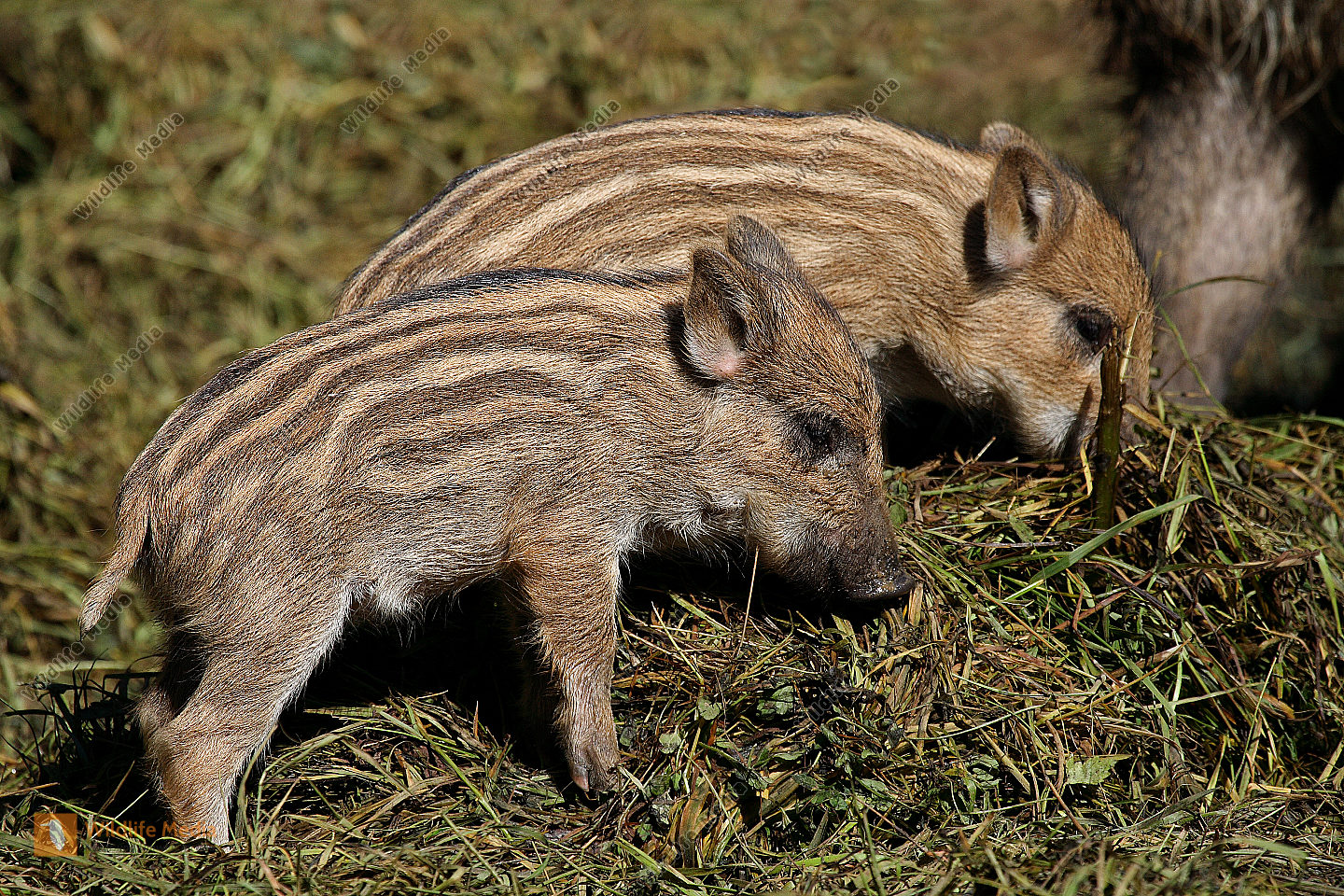 Bestellen - Wildschwein Frischling (Sus scrofa) Bild - Bildagentur