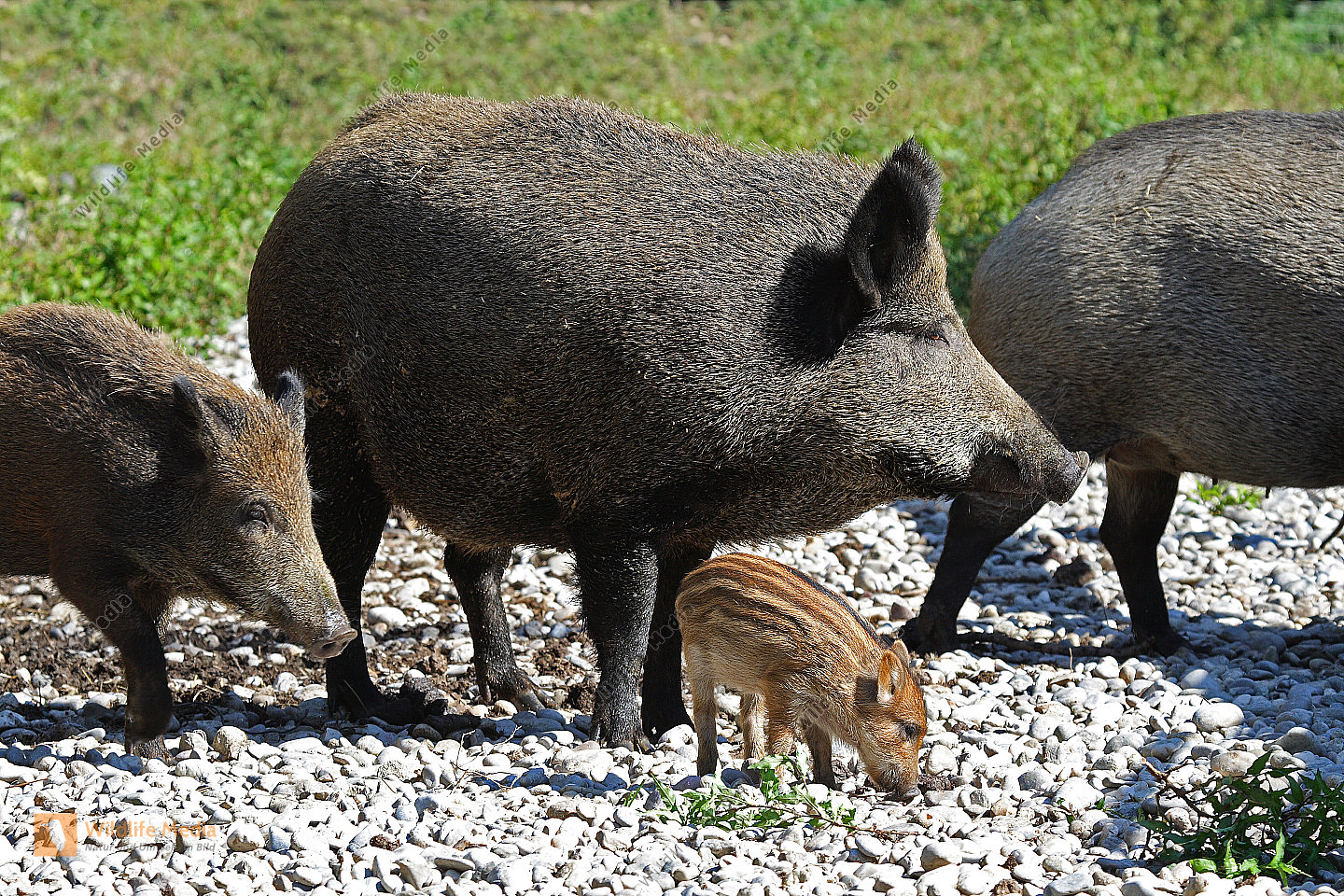 Bestellen Wildschwein (Sus scrofa) Bild Bildagentur