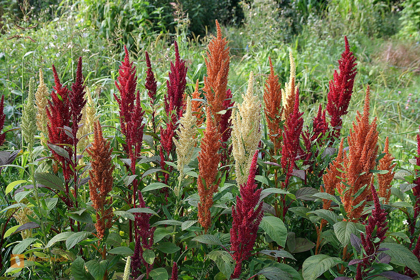 Amaranth Bild bestellen - Naturbilder bei Wildlife Media