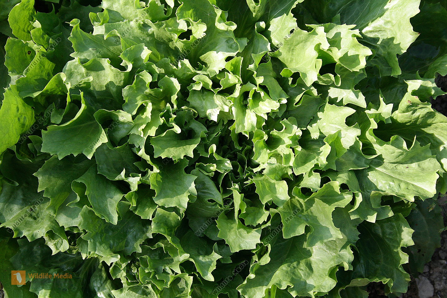 Bestellen - Endiviensalat (Cichorium endivia) Bild - Bildagentur