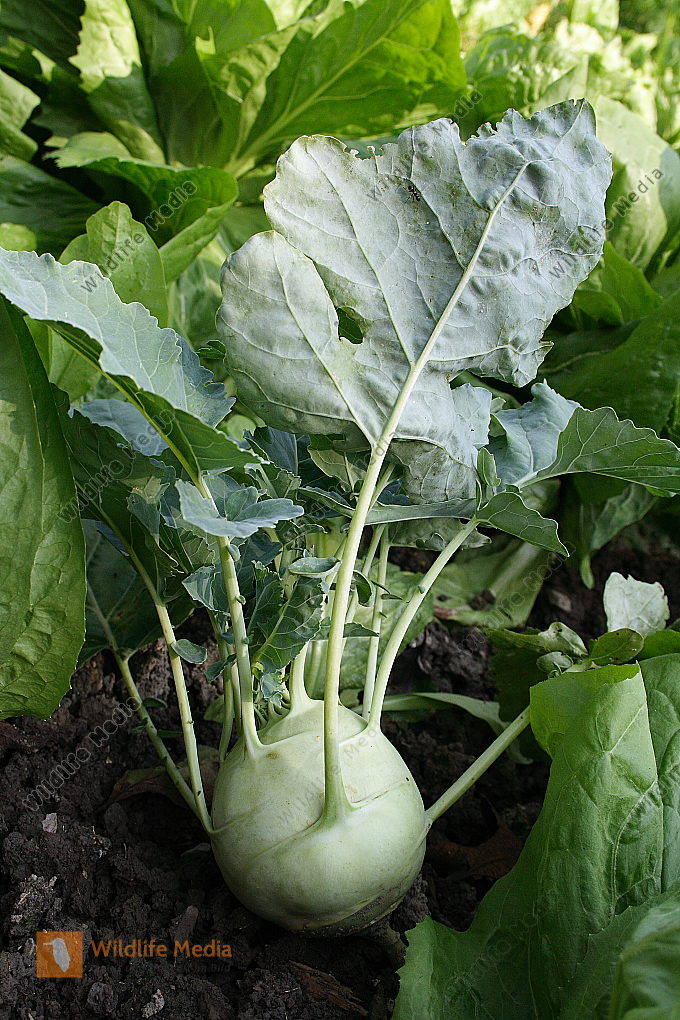 Kohlrabi Bild bestellen - Naturbilder bei Wildlife Media