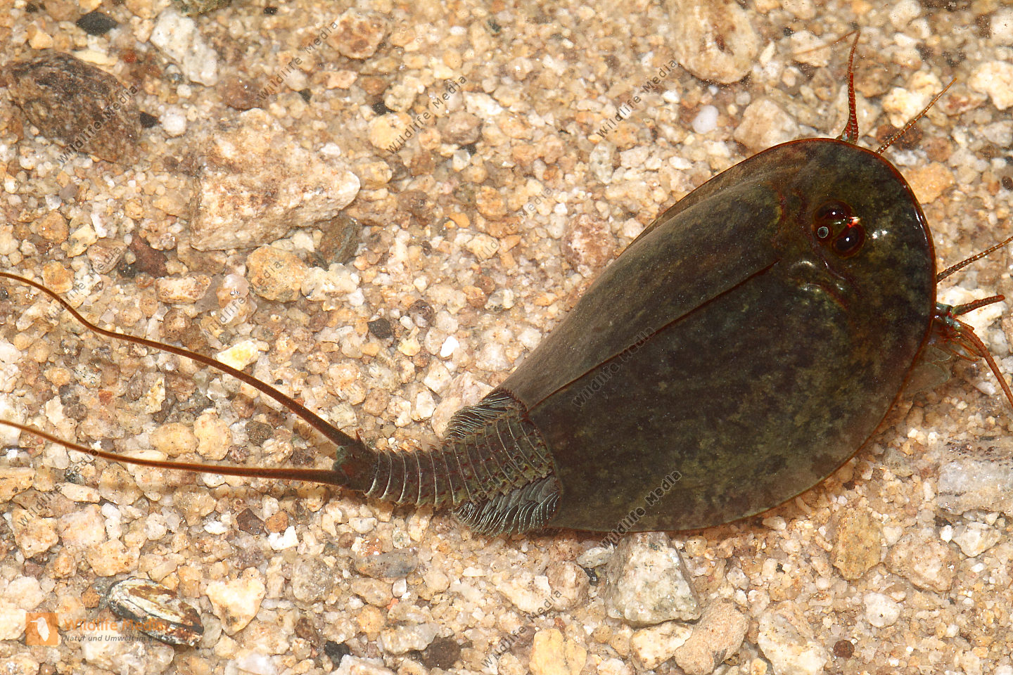 Triops cancriformis Bild bestellen Naturbilder bei Wildlife Media