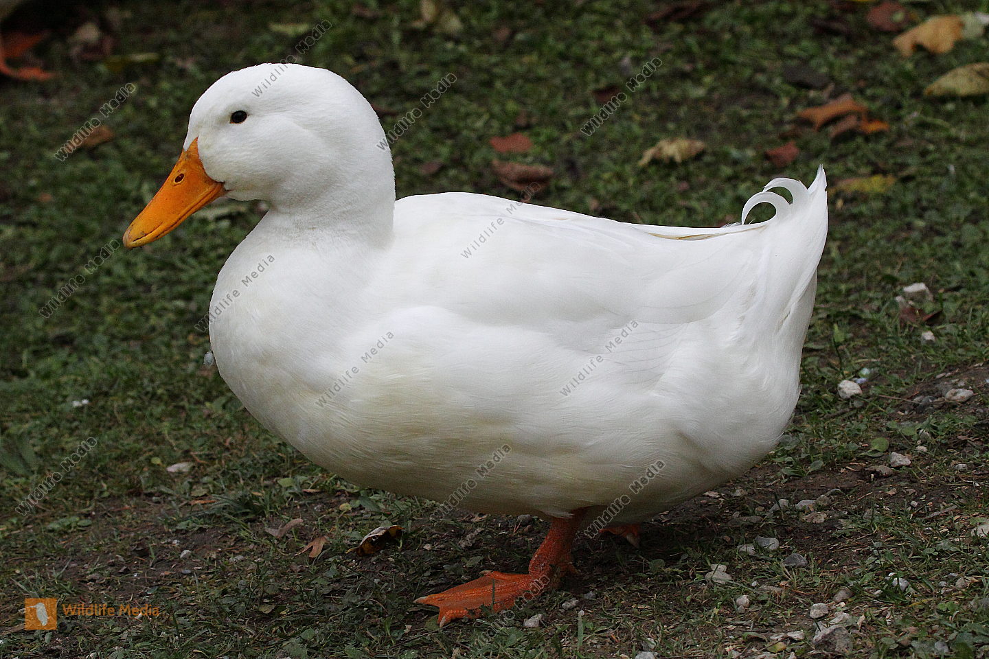 Bestellen - Pekingente (Pekingente) Bild - Bildagentur