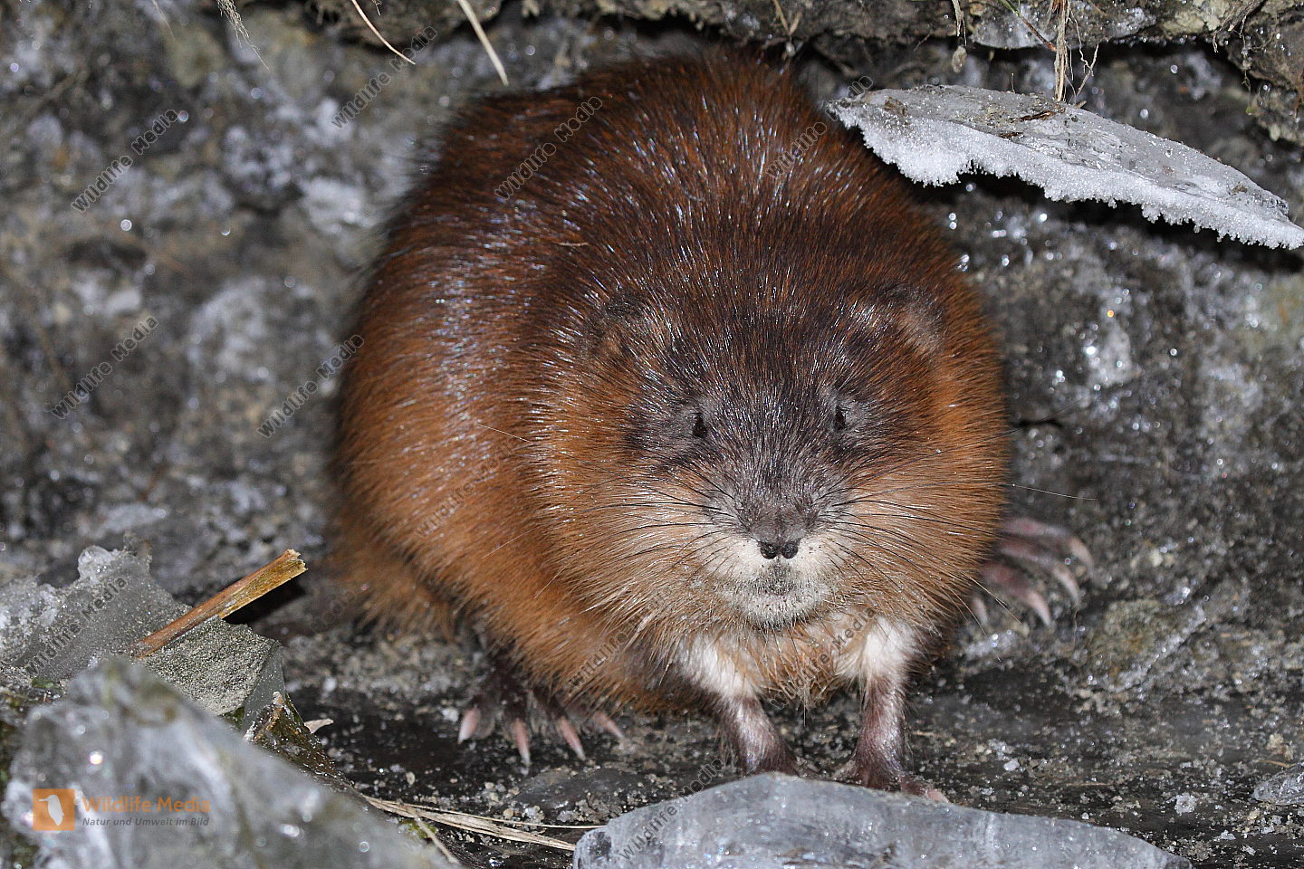Bisamratte Bild Bestellen Naturbilder Bei Wildlife Media
