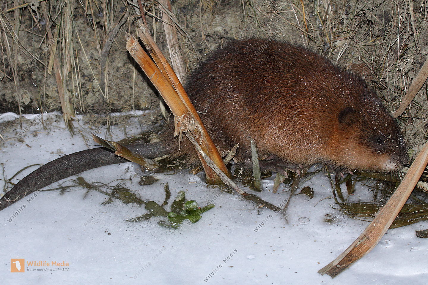 Bisamratte Bild Bestellen Naturbilder Bei Wildlife Media