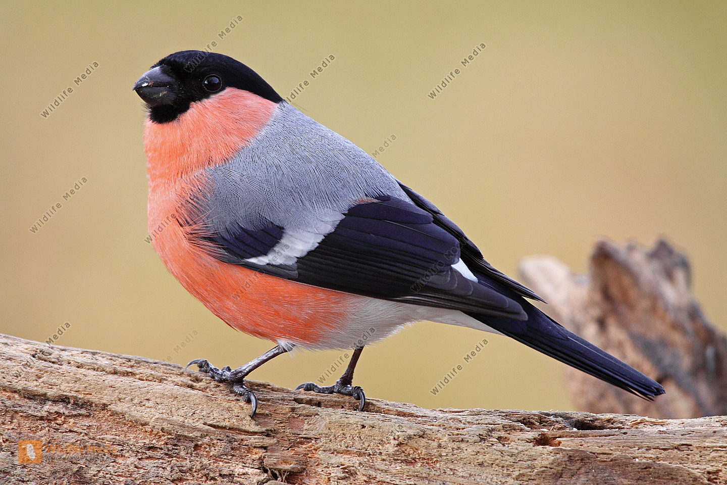 Gimpel Bild bestellen Naturbilder bei Wildlife Media