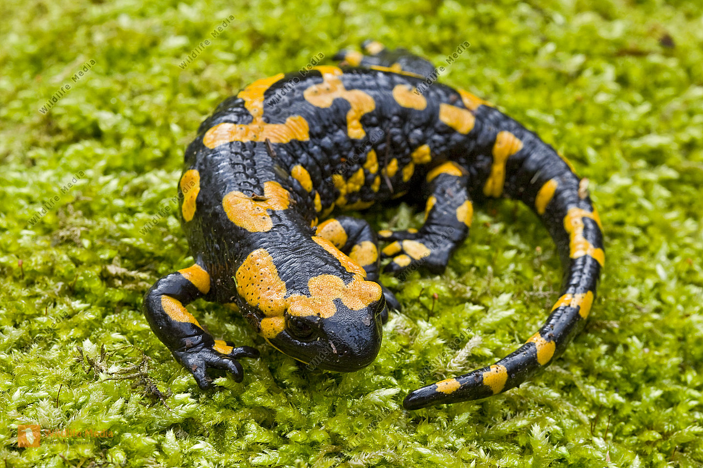 Bestellen Feuersalamander (Salamandra salamandra) in freier Wildbahn
