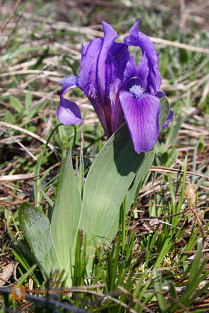 Zwergiris Bild bestellen Naturbilder bei Wildlife Media