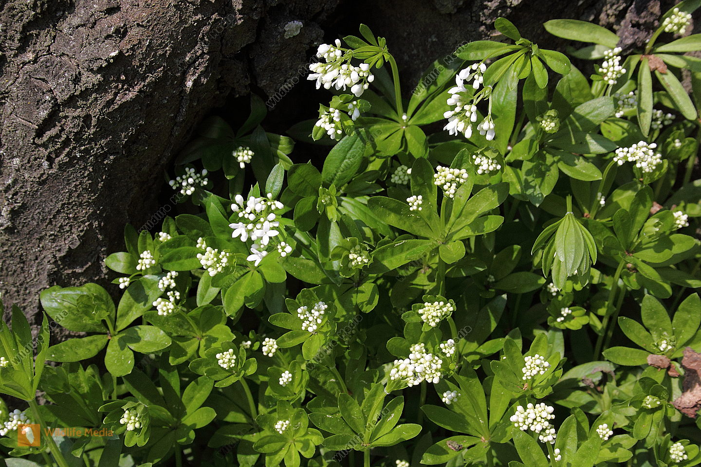 Bestellen - Waldmeister (Galium odoratum) Bild - Bildagentur