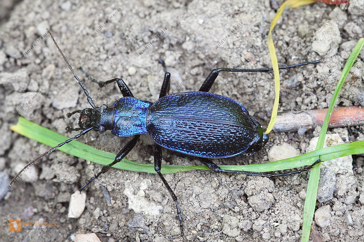 Bestellen Blauer Laufkäfer (Carabus intricatus) in freier Wildbahn