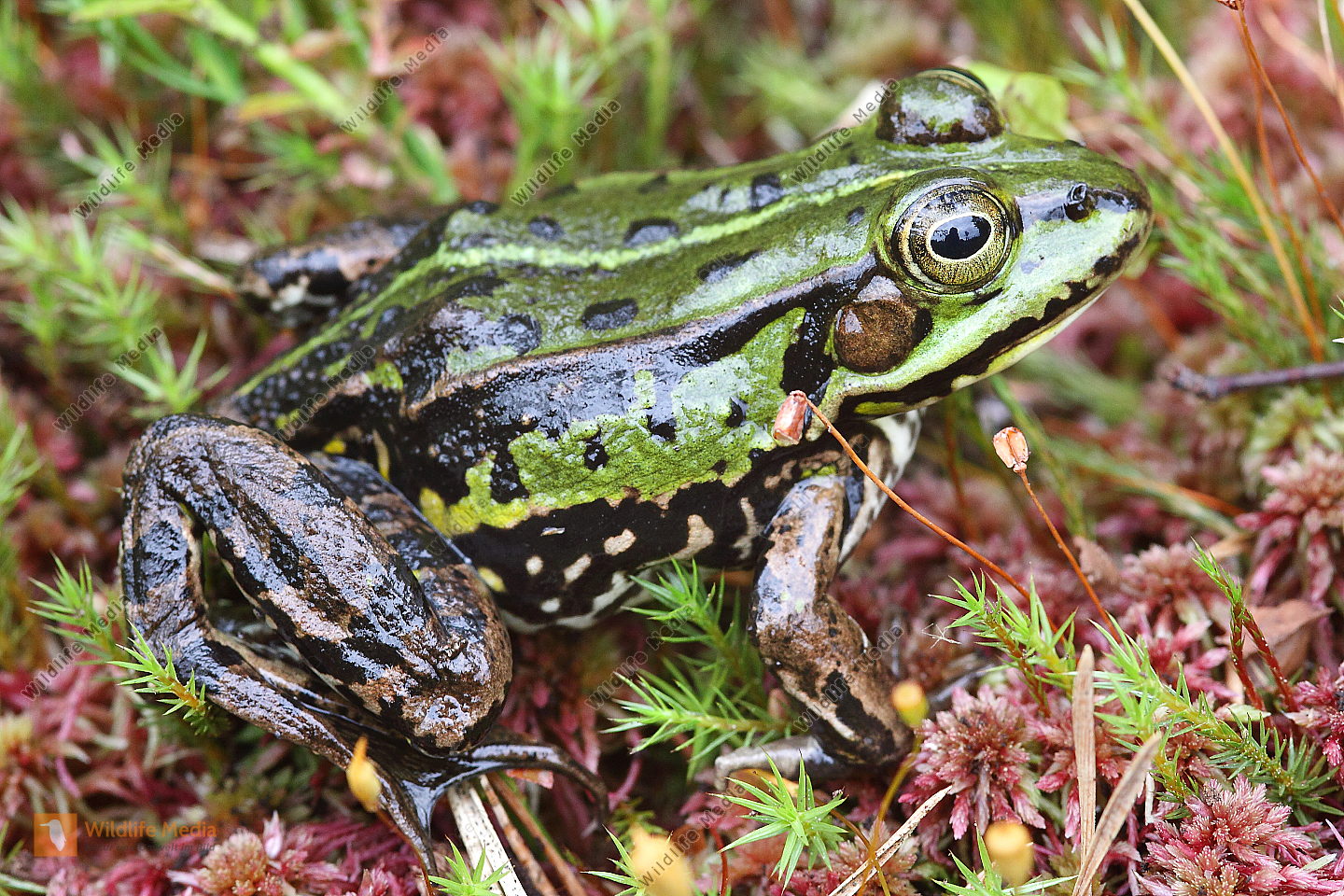 Großer Wasserfrosch