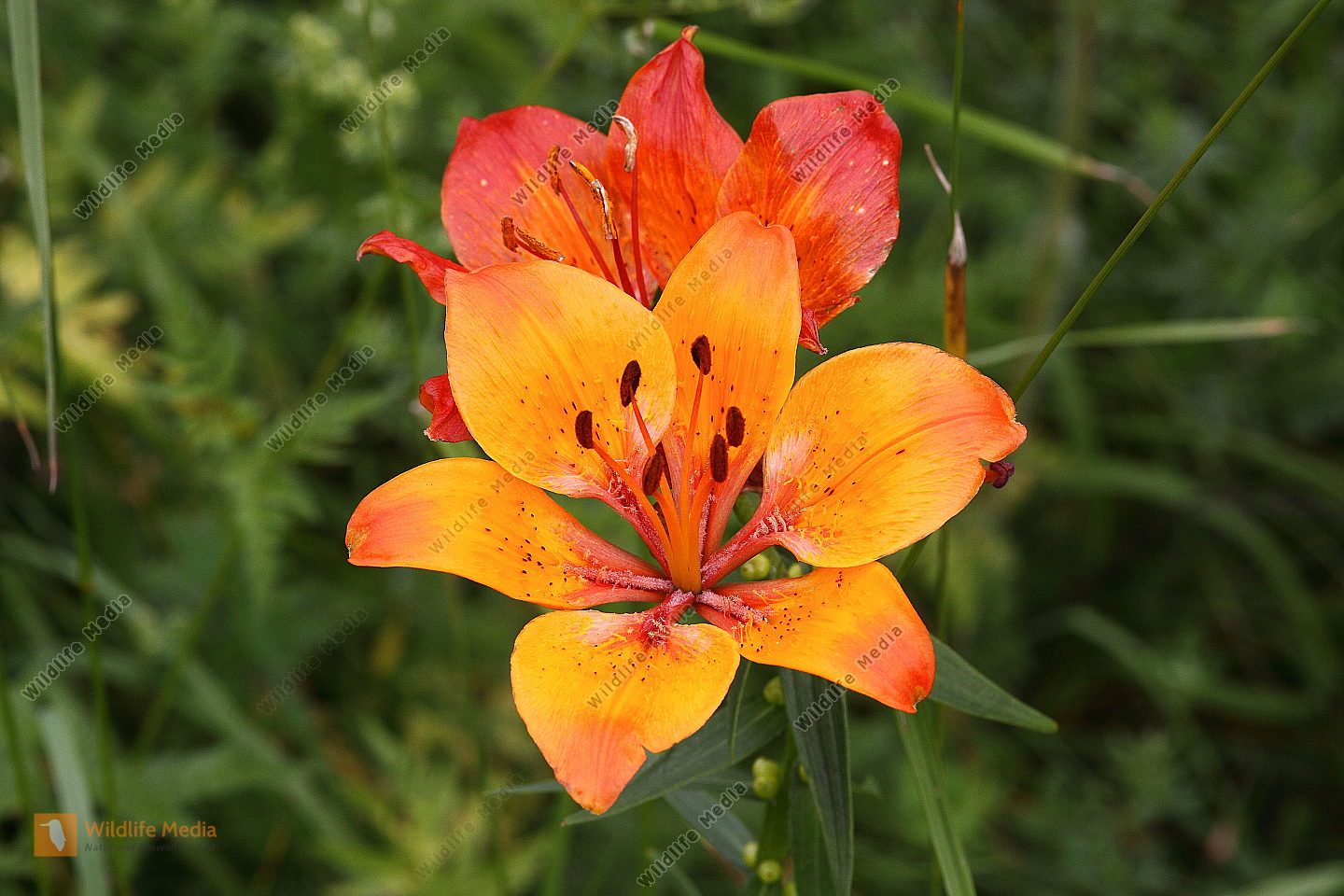 Feuerlilie Bild bestellen Naturbilder bei Wildlife Media