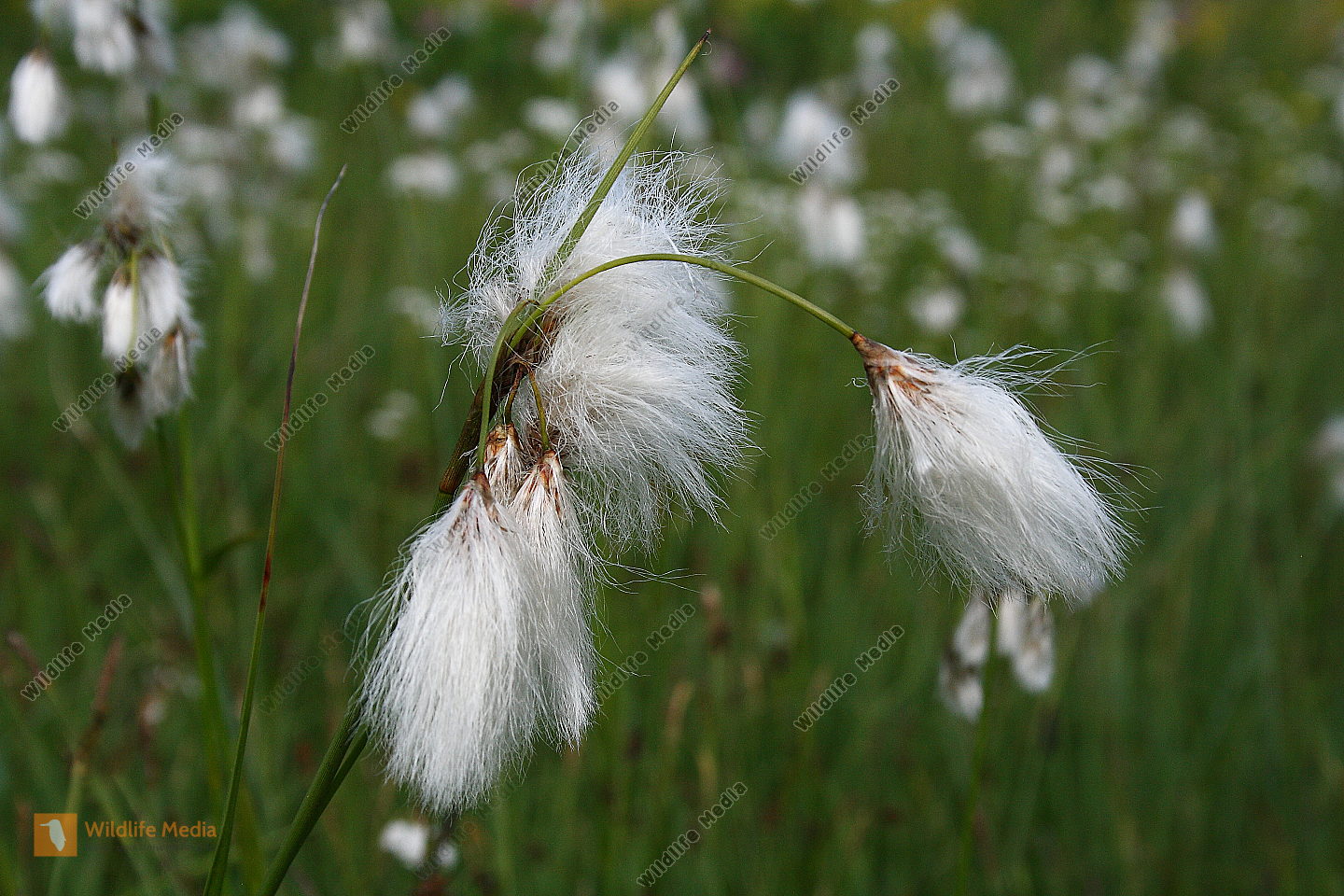 Breitblättriges Wollgras Bild bestellen Naturbilder bei Wildlife Media