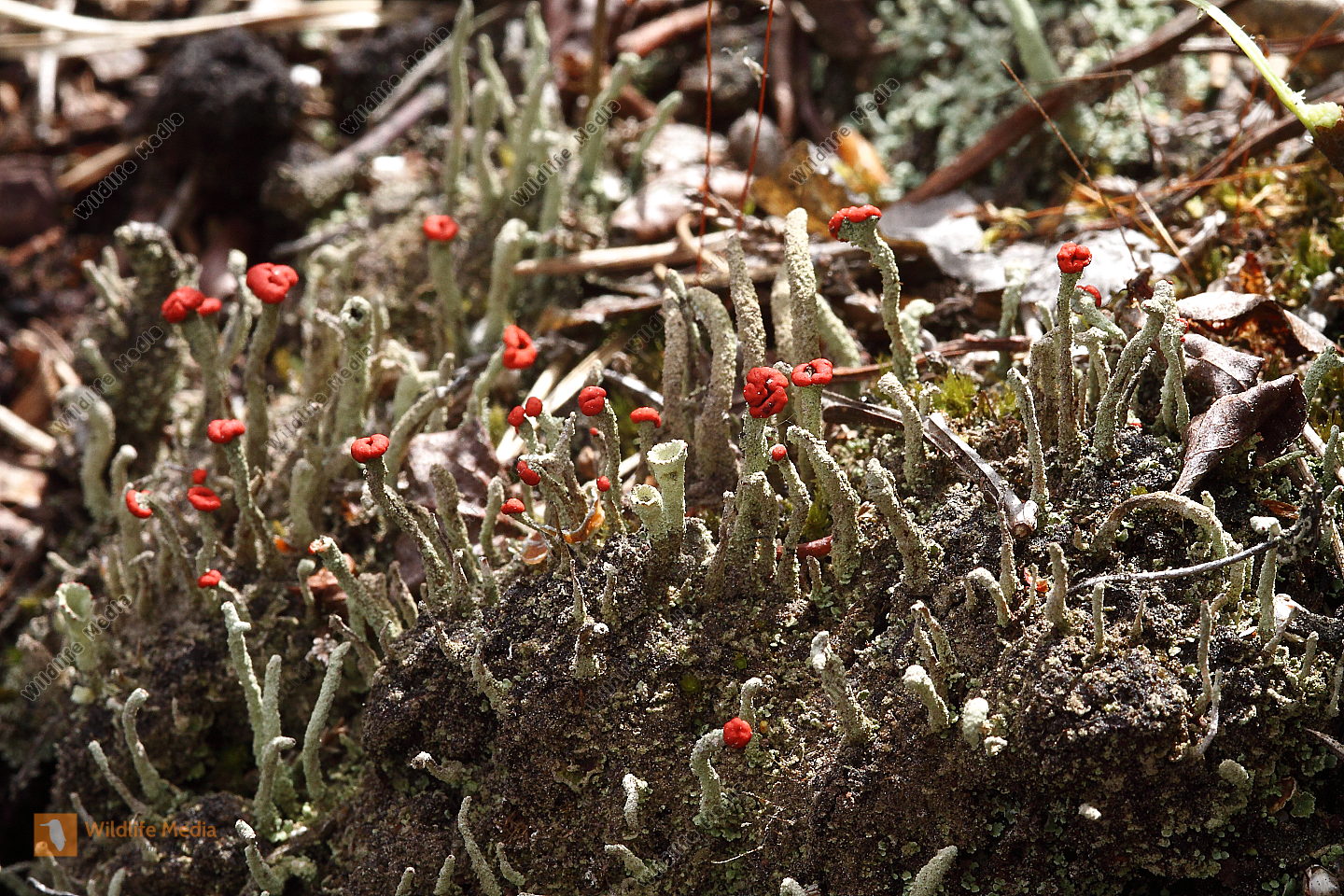 Cladonia bellidiflora Bild bestellen Naturbilder bei Wildlife Media